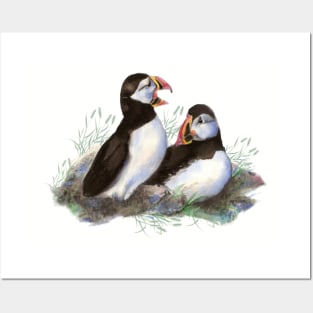 Watercolor Puffin Birds Sea Bird Posters and Art